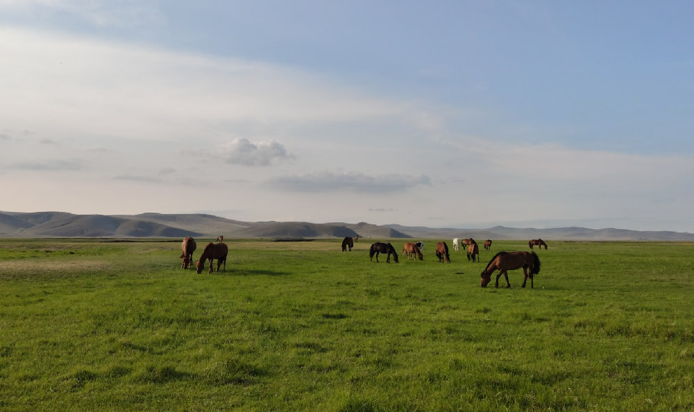 蒙古语和内蒙古的行业文章
