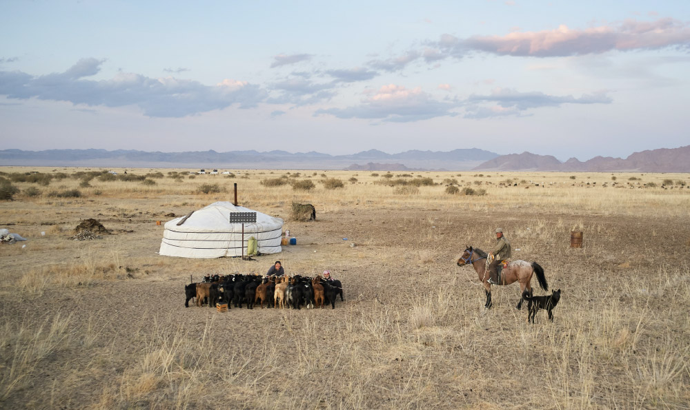 蒙古语黄焖骆驼肉